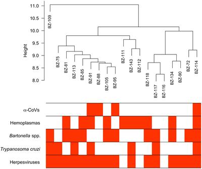 Serum proteomics reveals a tolerant immune phenotype across multiple pathogen taxa in wild vampire bats